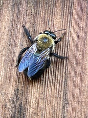 Xylocopa virginica virginica
