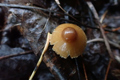 Inocybe fuscescentipes