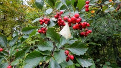 Crataegus chrysocarpa