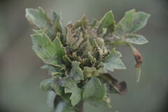 Dasineura crataegi