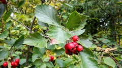 Crataegus chrysocarpa