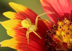 Misumessus oblongus