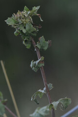 Dasineura crataegi