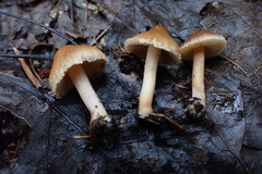 Inocybe fuscescentipes