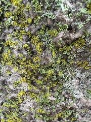 Candelaria concolor