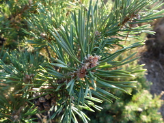 Pinus uncinata