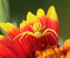 Misumessus oblongus
