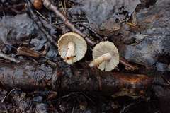 Inocybe fuscescentipes