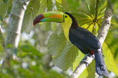 Ramphastos sulfuratus