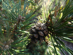 Pinus uncinata
