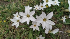 Ipheion uniflorum