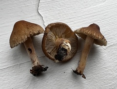 Inocybe fuscescentipes