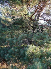 Pinus uncinata