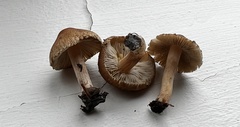 Inocybe fuscescentipes