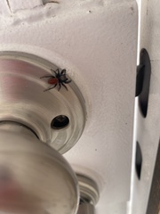 Phidippus