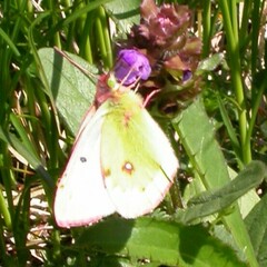Colias phicomone