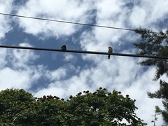 Haemorhous mexicanus