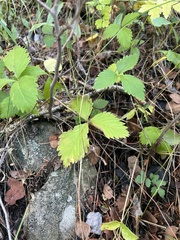 Fragaria