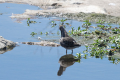 Limnodromus scolopaceus