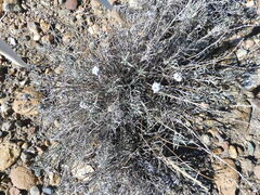 Artemisia longifolia