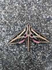 Eumorpha fasciatus