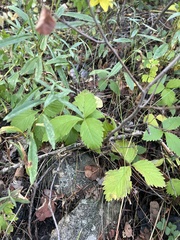 Fragaria