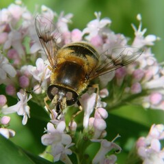 Eristalis jugorum