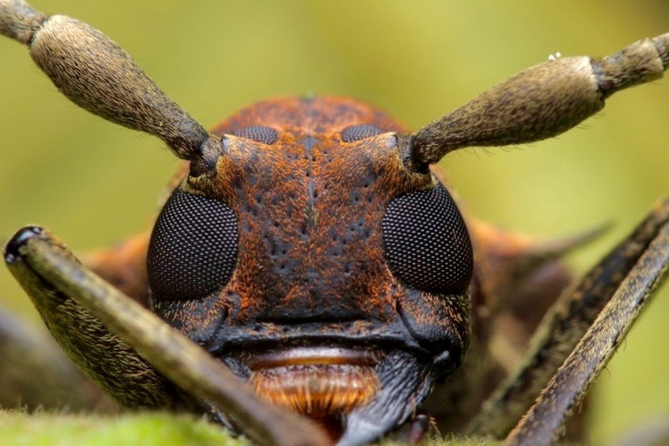 Polyrhaphis gracilis