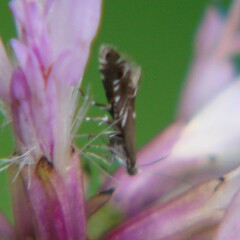 Glyphipterix simpliciella
