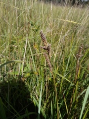 Carex hartmanii