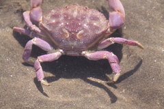 Danielethus crenulatus