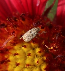 Trigonorhinus limbatus