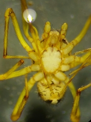 Scytodidae