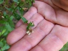 Sericocarpus asteroides