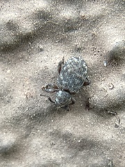 Cathormiocerus curvipes