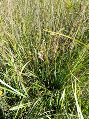 Carex hartmanii