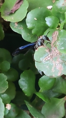 Synoeca septentrionalis