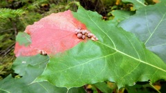 Callirhytis piperoides