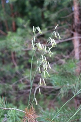 Silene chlorantha