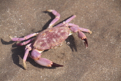 Danielethus crenulatus