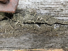 Hypocenomyce scalaris