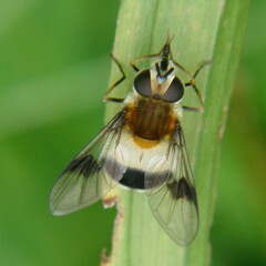 Leucozona lucorum