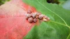 Callirhytis piperoides