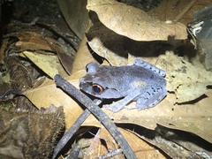 Leptobrachium hendricksoni