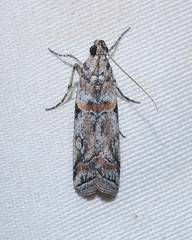Olybria aliculella