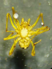 Scytodidae