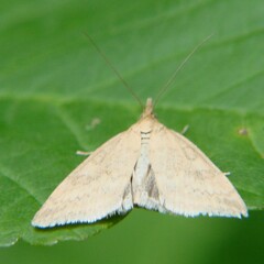 Udea nebulalis
