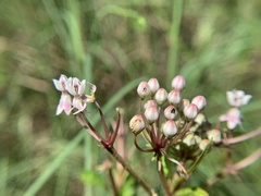 Asclepias perennis