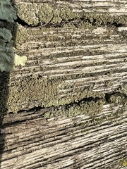 Hypocenomyce scalaris