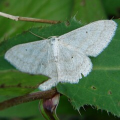 Scopula incanata